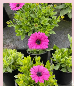 南非万寿菊的养殖方法 南非万寿菊的养殖方法