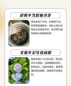 绣球花不开花的原因 绣球花不开花的原因