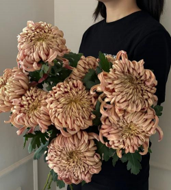 烟花菊养殖方法和注意事项 烟花菊养殖方法和注意事项