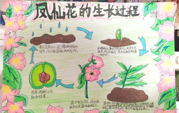 凤仙花的主要生长过程是什么 凤仙花的主要生长过程是什么