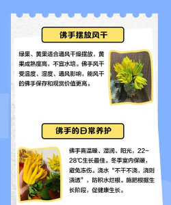 佛手的养殖方法和注意事项 佛手的养殖方法和注意事项