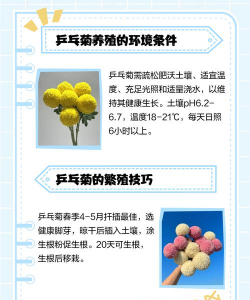 乒乓菊花的养殖方法和注意事项 乒乓菊花的养殖方法和注意事项