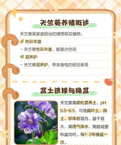 天竺葵的养殖方法和注意事项 天竺葵的养殖方法和注意事项