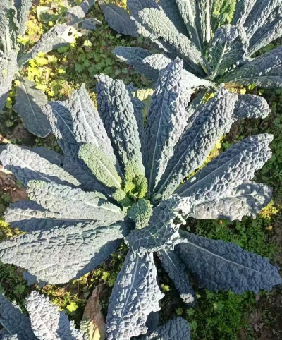 羽衣甘蓝是什么蔬菜 羽衣甘蓝是什么蔬菜