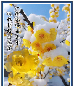 腊梅的生长环境及特征 腊梅的生长环境及特征