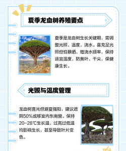 龙骨树的养殖方法和注意事项 龙骨树的养殖方法和注意事项