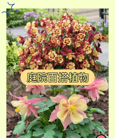 猫爪花养殖方法和注意事项 猫爪花养殖方法和注意事项