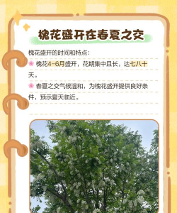槐花什么时候开花 槐花什么时候开花