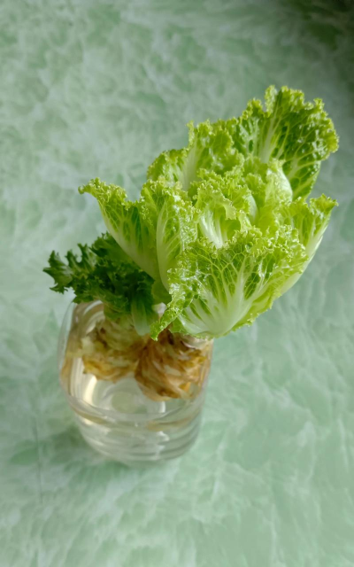 水中怎么种植生菜 水中怎么种植生菜