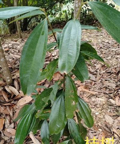 中药材树木有哪些品种 中药材树木有哪些品种