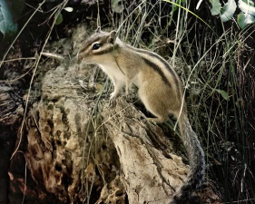 花鼠有哪些品种 花鼠有哪些品种