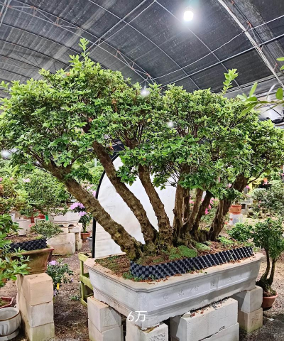 室外种植的花卉有哪些 室外种植的花卉有哪些