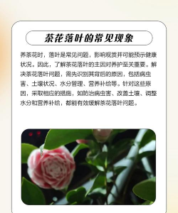 叶子花落叶的原因是什么 叶子花落叶的原因是什么