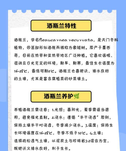酒瓶兰的养殖方法和注意事项 酒瓶兰的养殖方法和注意事项