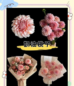 大丽花花语 大丽花花语