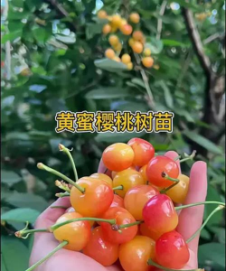 黄蜜樱桃需要什么授粉树 黄蜜樱桃需要什么授粉树