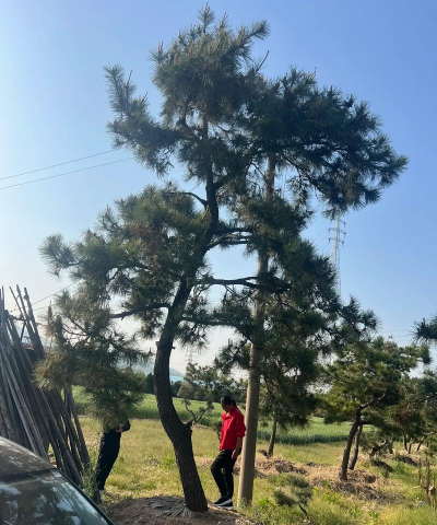 下山黑松怎样移栽成活 下山黑松怎样移栽成活