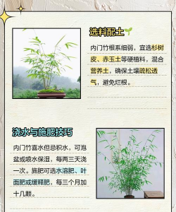 内门竹的养殖方法和注意事项 内门竹的养殖方法和注意事项