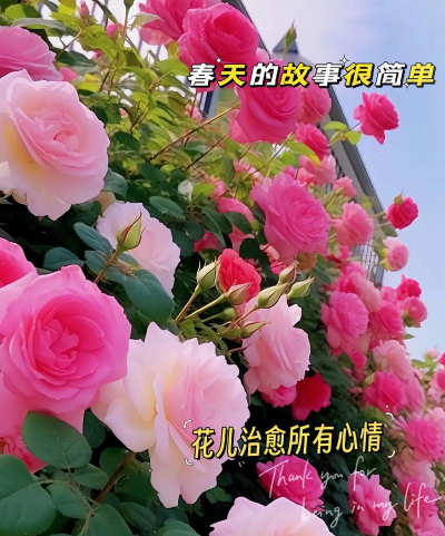 花开的季节是在哪个季节 花开的季节是在哪个季节