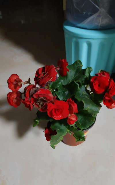 玻璃海棠花长什么样 玻璃海棠花长什么样