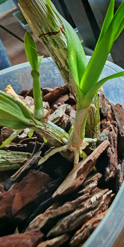 秋石斛什么时候发芽 秋石斛什么时候发芽