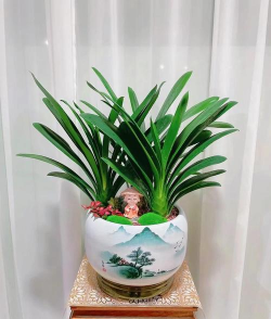 君子兰适合什么样的花盆 君子兰适合什么样的花盆