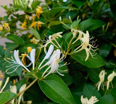 金银花种植多久开花 金银花种植多久开花