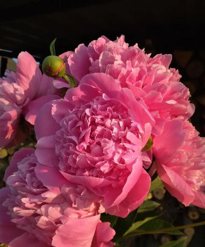 芍药花的花语是什么 芍药花的花语是什么