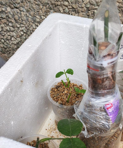 蔷薇花的扦插方法 蔷薇花的扦插方法