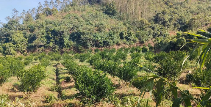 种植陈皮怎么种 种植陈皮怎么种