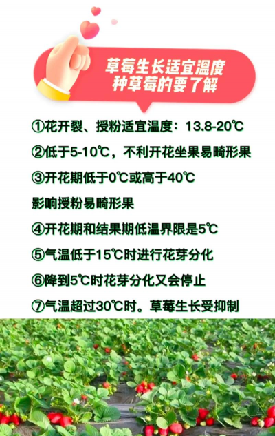 草莓生长温度是多少度 草莓生长温度是多少度