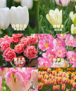 郁金香什么时候开花 郁金香什么时候开花