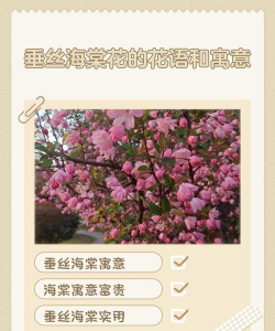 垂丝海棠花语寓意 垂丝海棠花语寓意