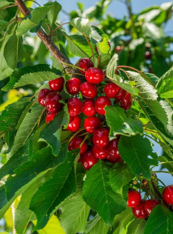 车厘子树长什么样 车厘子树长什么样