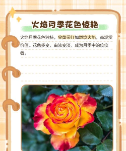 火焰月季优缺点是什么 火焰月季优缺点是什么