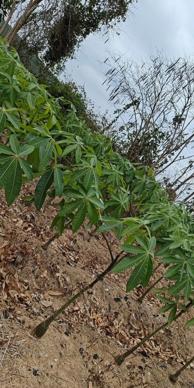 发财树生长环境条件及特点 发财树生长环境条件及特点