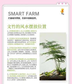 文竹的寓意和象征 文竹的寓意和象征