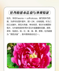 牡丹几月份开花 牡丹几月份开花