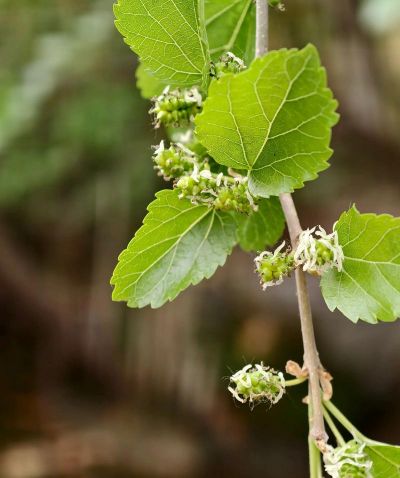 桑树的花有哪些 桑树的花有哪些