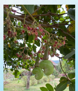 腰果长在树上的样子 腰果长在树上的样子