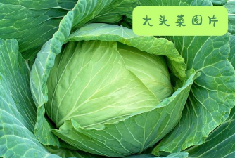 大头菜是什么菜 大头菜是什么菜