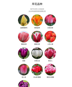 郁金香什么季节开花 郁金香什么季节开花