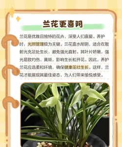 兰花喜阴还是喜阳植物 兰花喜阴还是喜阳植物