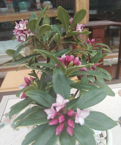 金边瑞香的花语和寓意 金边瑞香的花语和寓意