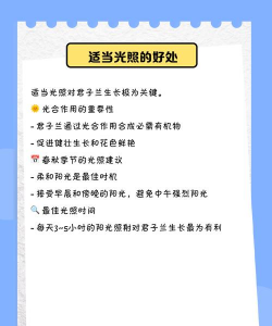 君子兰可以晒太阳吗 君子兰可以晒太阳吗