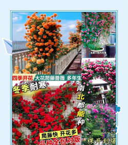 如何让玫瑰爬藤 如何让玫瑰爬藤