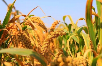 小米是什么农作物种出来的 小米是什么农作物种出来的