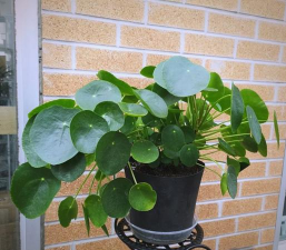 什么草适合盆面草 什么草适合盆面草