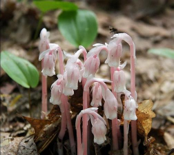 有哪些幽灵之花 有哪些幽灵之花