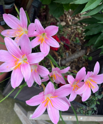 风雨兰生长周期 风雨兰生长周期